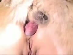 Big breasted cougar getting nailed in the a-hole by an animal